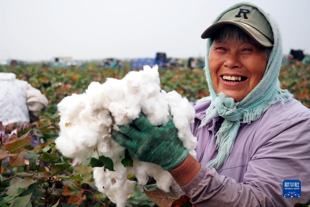 永利菠菜排名